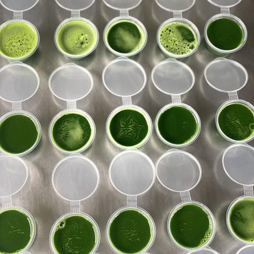 ВИТГРАСС 100% сок из ростков пшеницы