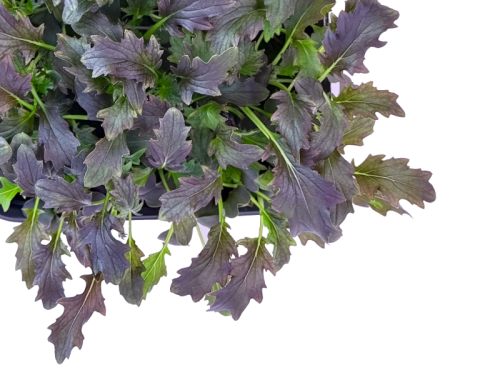 Мизуна Красный барон 