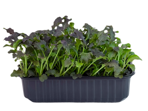 Мизуна Красный барон 