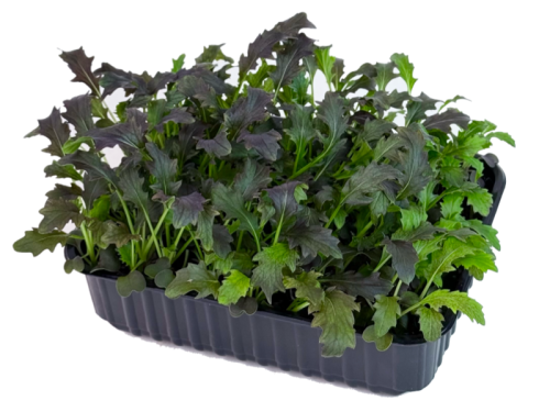 Мизуна Красный барон 