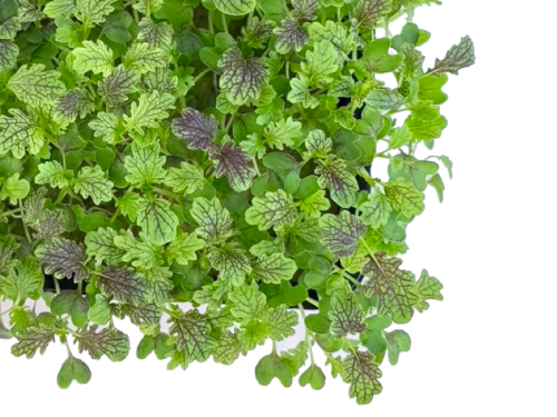 Горчица Красный дракон