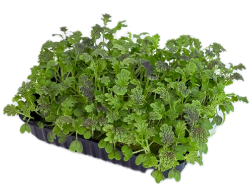 Горчица Красный дракон