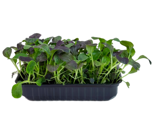 Пак-чой красный