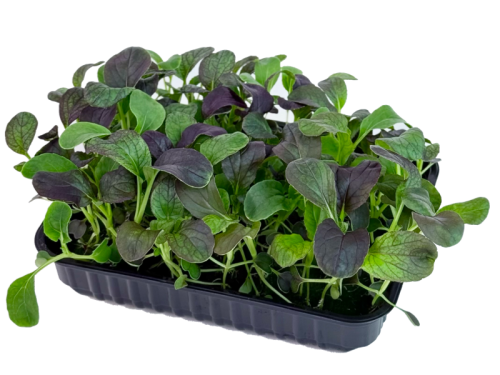 Пак-чой красный