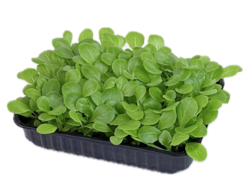 Салат бейби