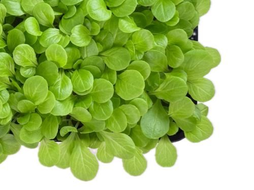 Салат бейби