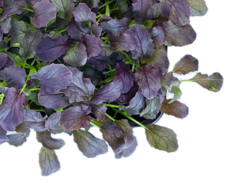 Мизуна Империя