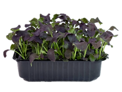 Мизуна Империя