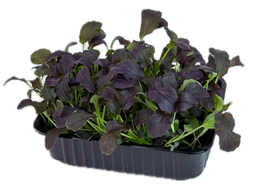 Мизуна Империя