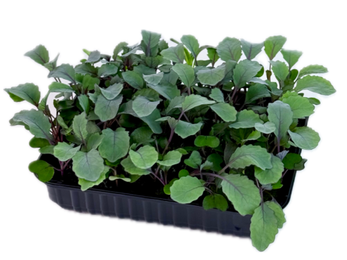 Капуста краснокачанная бейби