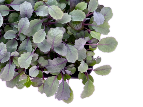 Капуста краснокачанная бейби