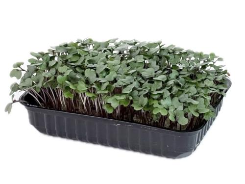 Капуста краснокачанная