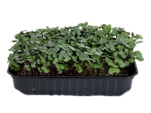 Капуста краснокачанная