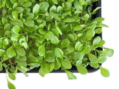 Салат Микро