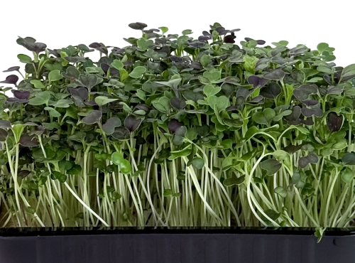 Пак-чой красный (микро)