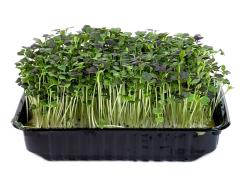 Пак-чой красный (микро)