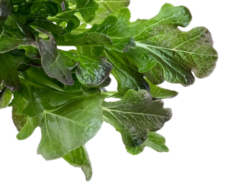 Салат дуболистный красный