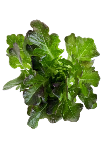 Салат дуболистный красный