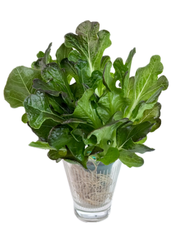 Салат дуболистный красный