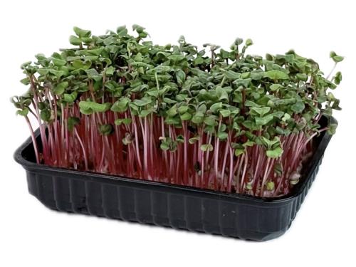 Редис розовый