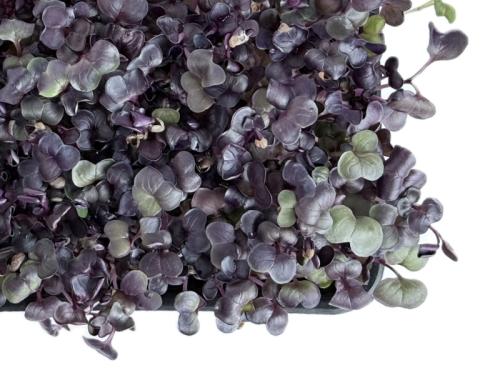 Фиолетовый редис