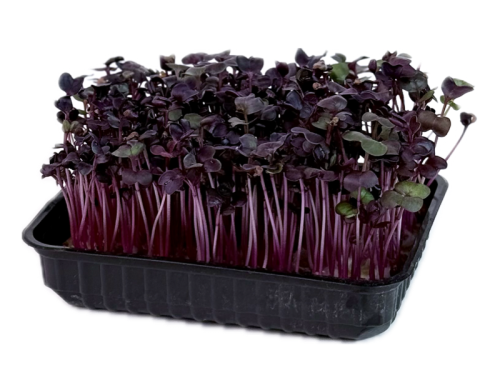 Фиолетовый редис