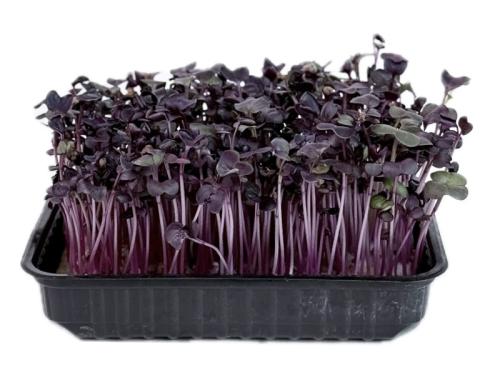 Фиолетовый редис