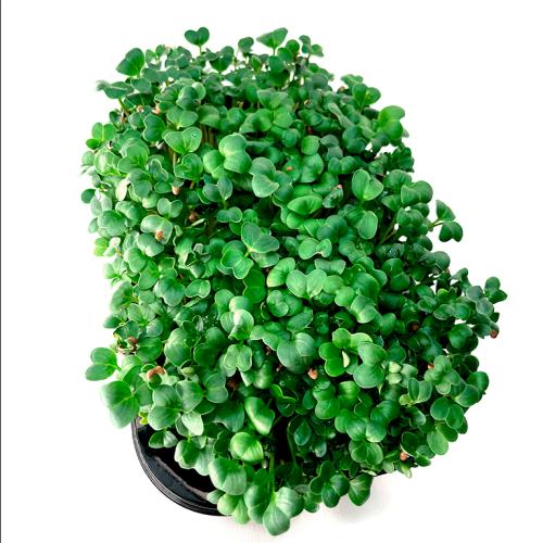 Редис зеленый