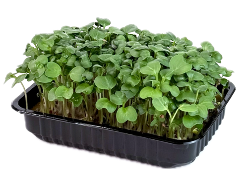 Редис зеленый