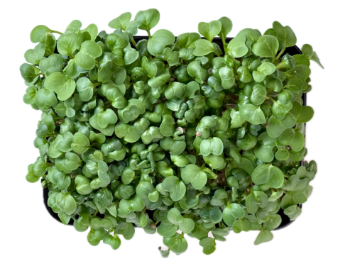 Редис зеленый