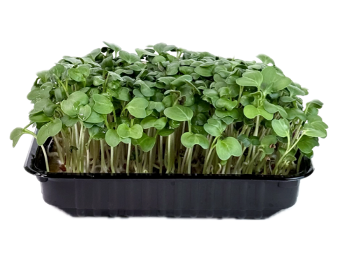 Редис зеленый